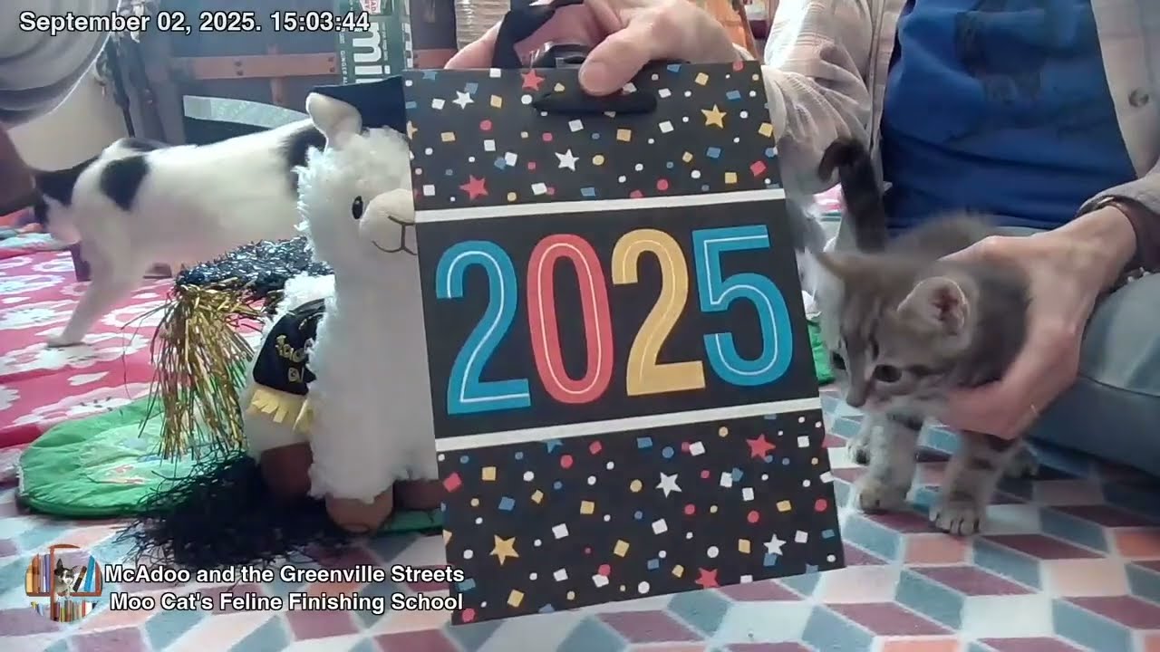 Moo Cat's Feline Finishing School - Streets Graduation 9/2025