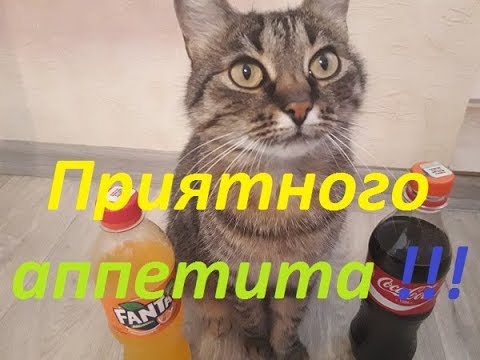 Video: Whiskas: мышыктын ден-соолугуна зыян экени чынбы?