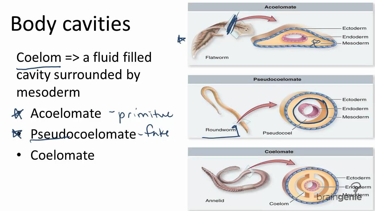 platyhelminthes acoelomate pseudocoelomate coelomate