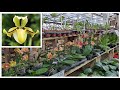 Paphiopedilum druryi Покупка и пересадка