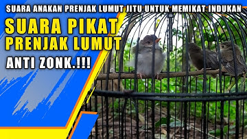 Suara Pikat Prenjak Lumut Paling Ampuh Untuk Memikat Prenjak Lumut Indukan