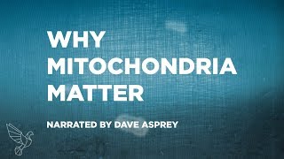 Why Mitochondria Matter (Hint: Energy)