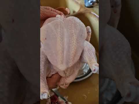 أجي تشوف الفرق بين الدجاج الرومي والدجاج البلدي وما أدراك ما الدجاج البلدي