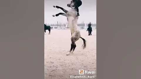 شاهد الرجل والحصان 