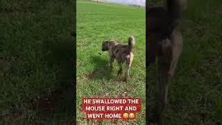 Fareyi̇ Sağ Yutup Eve Gi̇ti̇