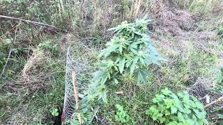 Guerilla grow 2026  flowering plant