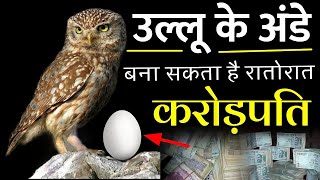 99% लोग नही जानते उल्लू के घोंसले और अंडे बना सकता रातोरात करोड़पति// screenshot 5