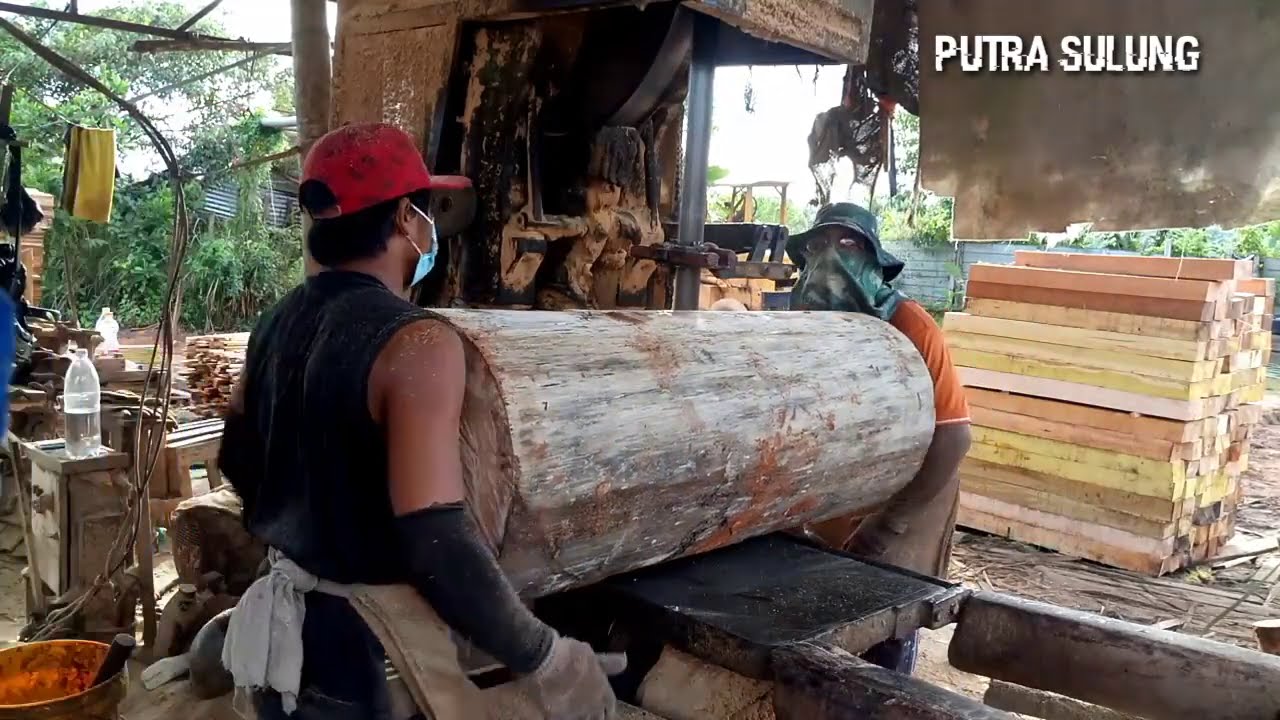 Spesial durasi (kumpulan video kayu besar)