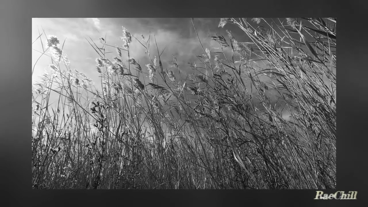 Idea 9 - Gibran Alcocer // slowed // reverb // rain // 1 hour // seamless loop