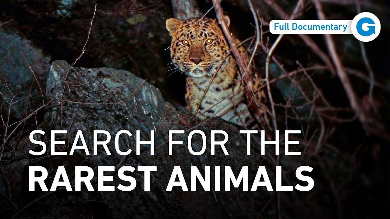 Five Countries, One Mission: Saving the World’s Rarest Animals | Full Documentary