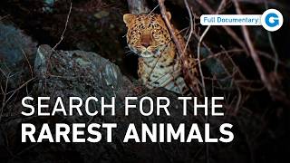 Five Countries, One Mission: Saving the World’s Rarest Animals | Full Documentary