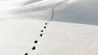 FOOTSTEPS SNOW - 25 mins of winter footstep sound effects in all kinds of snow