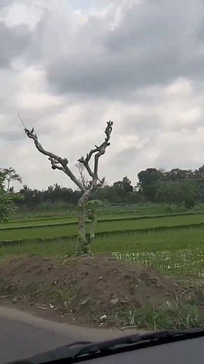 Pemandangan Sawah Syahdu Blitar#sawah #pemandangan #blitar