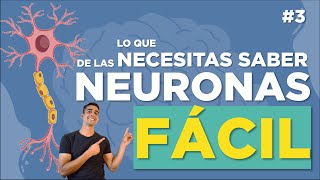 LA NEURONA 🔎 | Clasificación, estructura, funciones | FÁCIL EXPLICADO