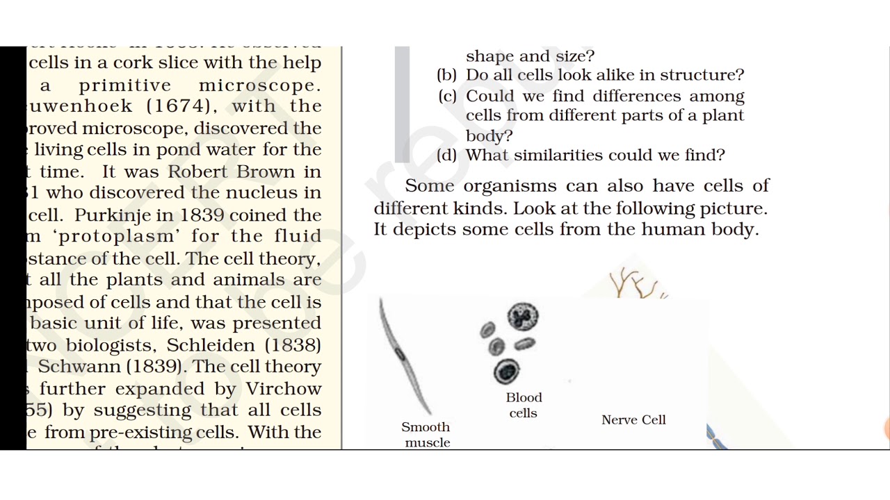 Could We Find Differences Among Cells From Different Parts Of A Plant Body
