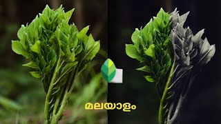 Selective tool in Snapseed | Malayalam tutorial|selective colouring | Selectively give adjustments screenshot 4