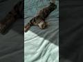 #cat #cats #chat #lachat #cute