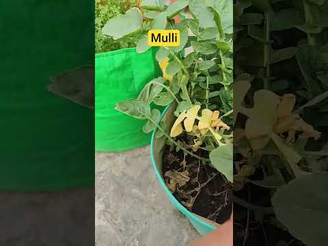 Mulli Gardening Terracegardenindia Gardendesign Garden Lakshivgardening