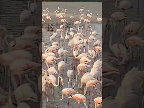 Ras Al khor Wildlife Sanctuary Dubai 🇦🇪 | Flamingos Ras Al Khor | Explore with Atif | #shorts
