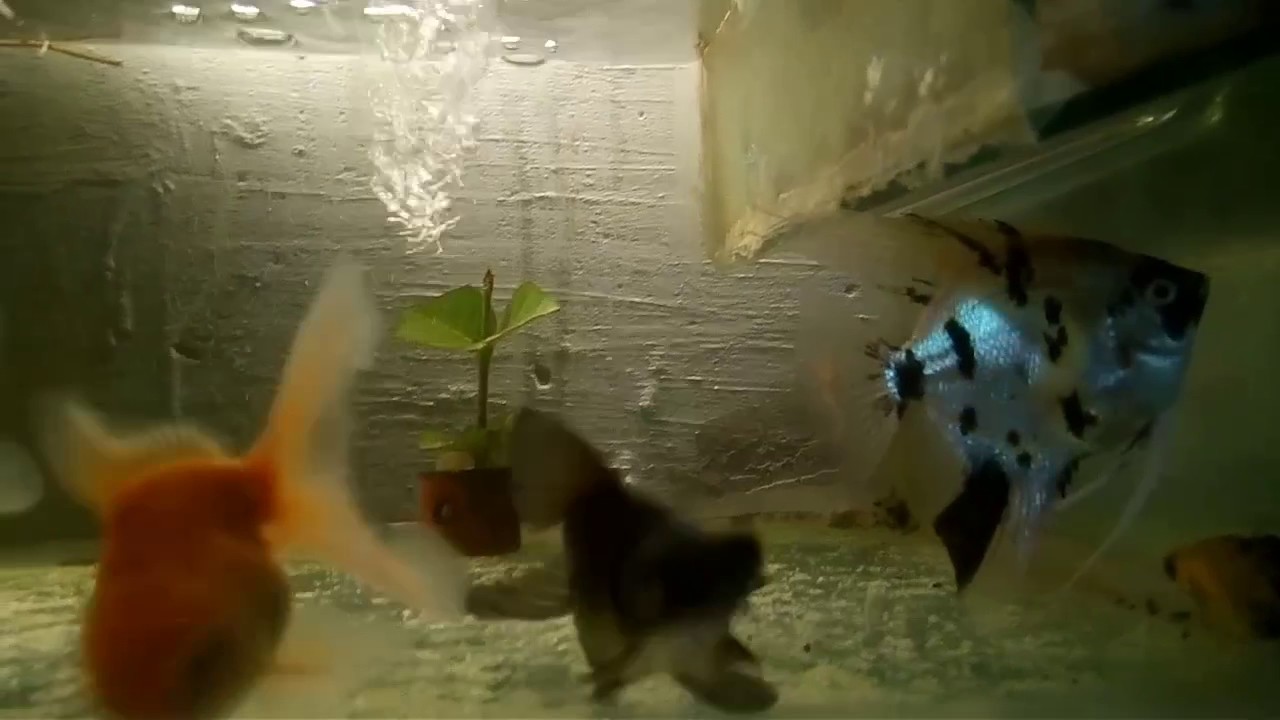 Ikan Lucu Mas Koki Berenang Lucu YouTube Ikan Lucu Mas Koki Berenang Lucu YouTube