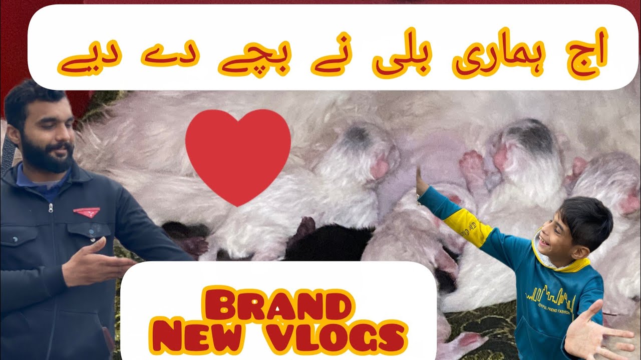 اج ہماری بلی نے بچے دے دیے new vlogs pet and animals 