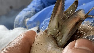 #facial ASMR Satisfying | ASMR 不思議と心落ち着くスクラッチマッサージ (背中・耳・頭皮) 626567