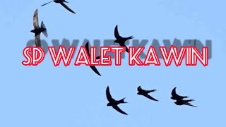 SUARA WALET KAWIN (JERNIH LUAR BIASA) Suara panggil walet