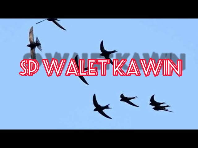 SUARA WALET KAWIN (JERNIH LUAR BIASA) Suara panggil walet class=