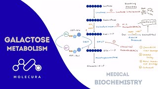 Galactose Metabolism | Medical Biochemistry