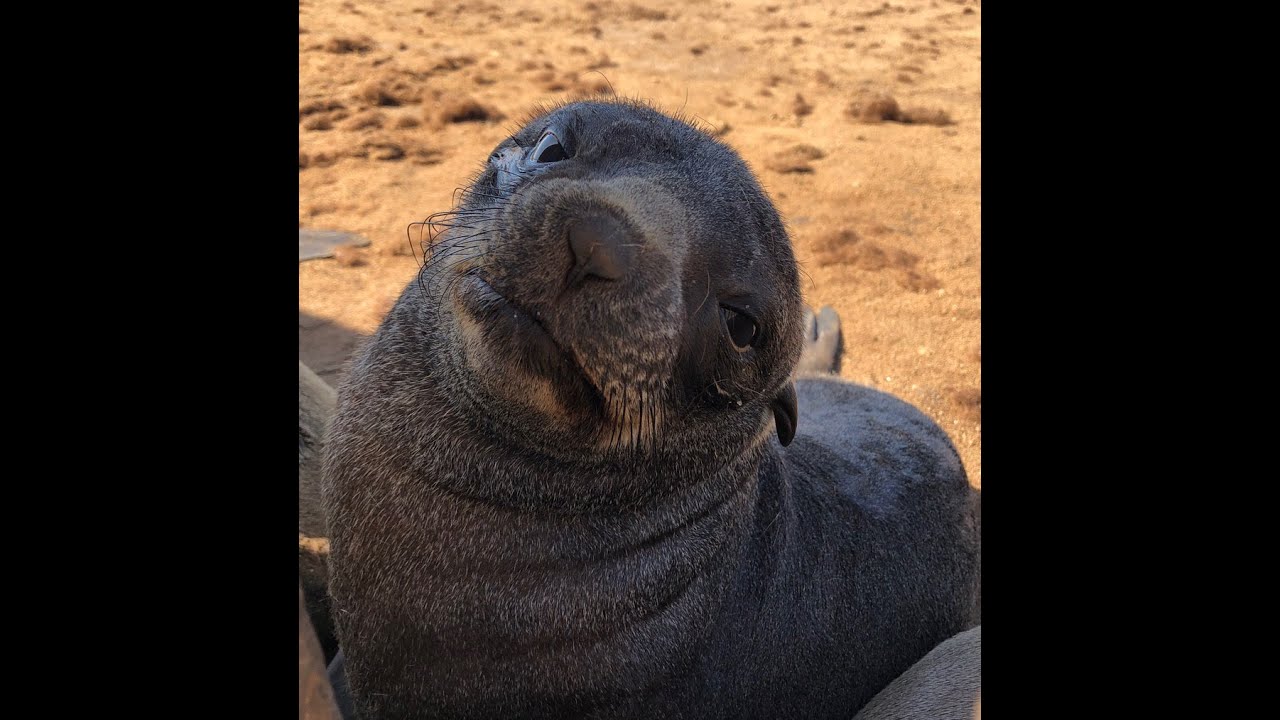 Cape Cross Seal Colony in Namibia