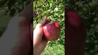 EASY APPLE CAKE shorts cake dessert recipe food