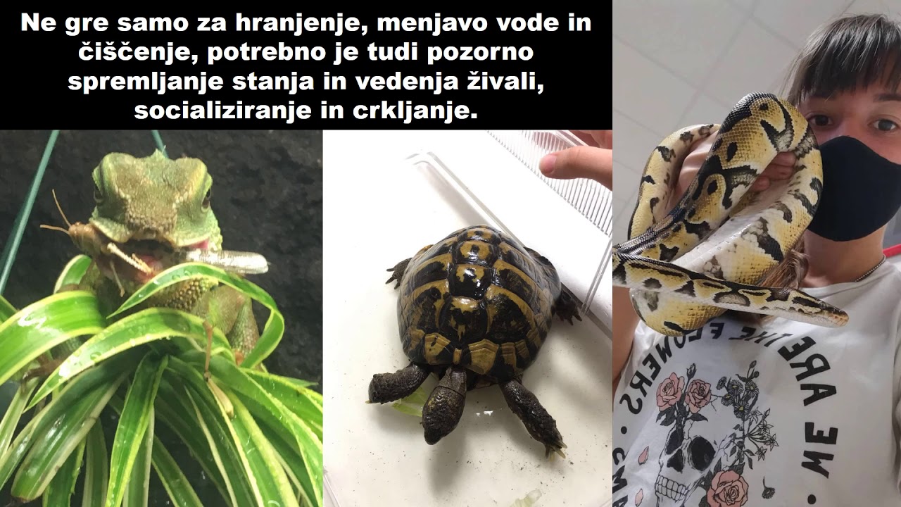 Vivaristični krožek na BIC Ljubljana, Gimnaziji in veterinarski šoli