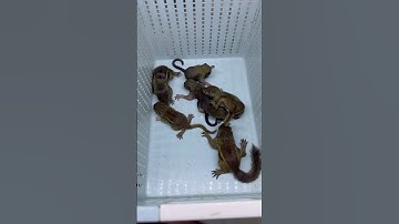 Sóc Đất , Sóc Bông cuối mùa - Trương Tuấn Sóc Cảnh