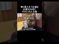 父の肩から滑り落ちそうな猫を応援する母に全力で応える元野良猫【元野良猫ピースケ】 #shorts #初老夫婦とねこ #元野良猫 #ピースケ