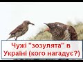 Про російських "зозуль" та їх "зозулят" в Україні