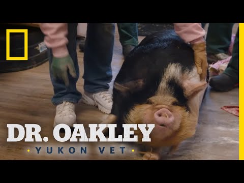 Dr. Oakley Learns to Flip a Pig | Dr. Oakley, Yukon Vet