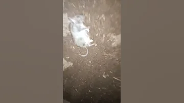 الفار ده يا سب الدين 