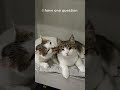 Will you be Meowl friend?😳