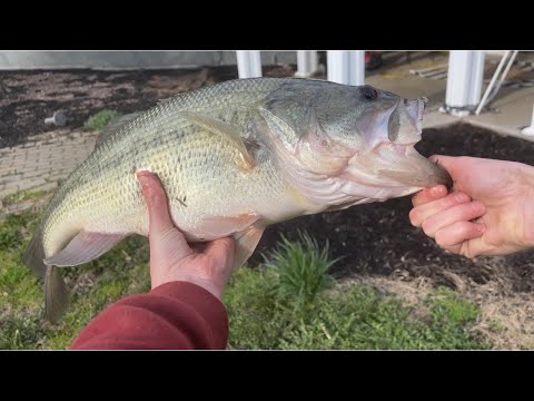 Huge top water blowups #topwater #blowup #fishing #fish #lures #ponds #bassfishing