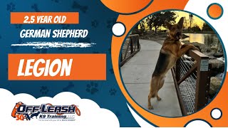 German Shepherd 🐶🦮Off leash Dog Training / Obedience Training 🦮🐶 by Off Leash K9 22 views 7 days ago 4 minutes, 26 seconds