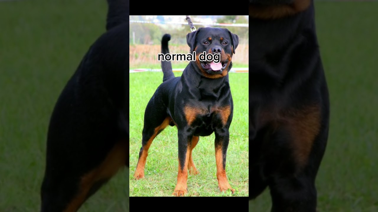 muscular animals part-1