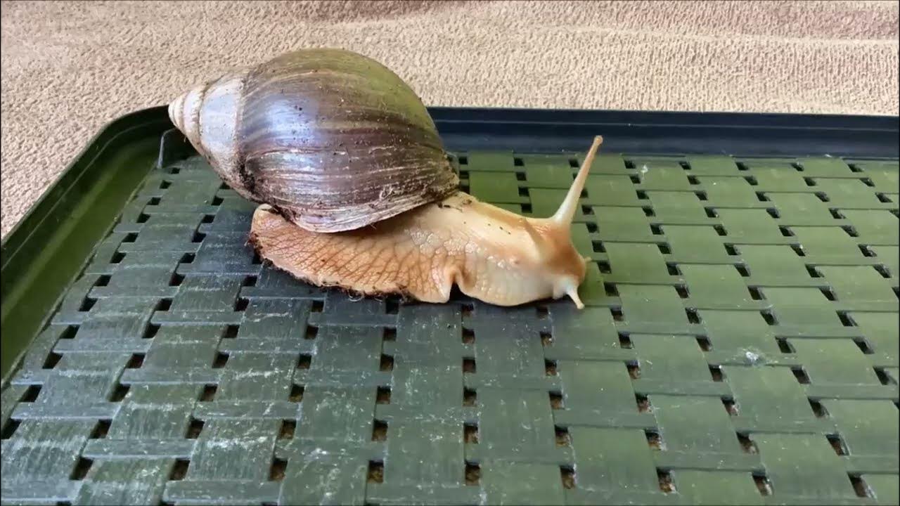 Running Snail YouTube