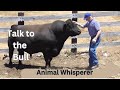 No Bull Chester Talks To An Animal Communicator Telepathiccommunication Animalwhisperer 