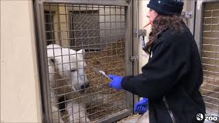 Training Tuesdays - Polar Bear Open Mouth