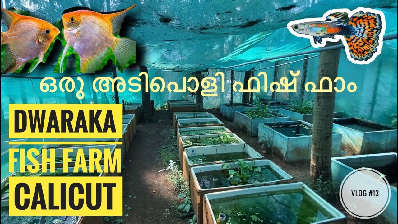 Dwaraka fish farm - Calicut | Guppy | angel fish | Pets Malayalam - YouTube
