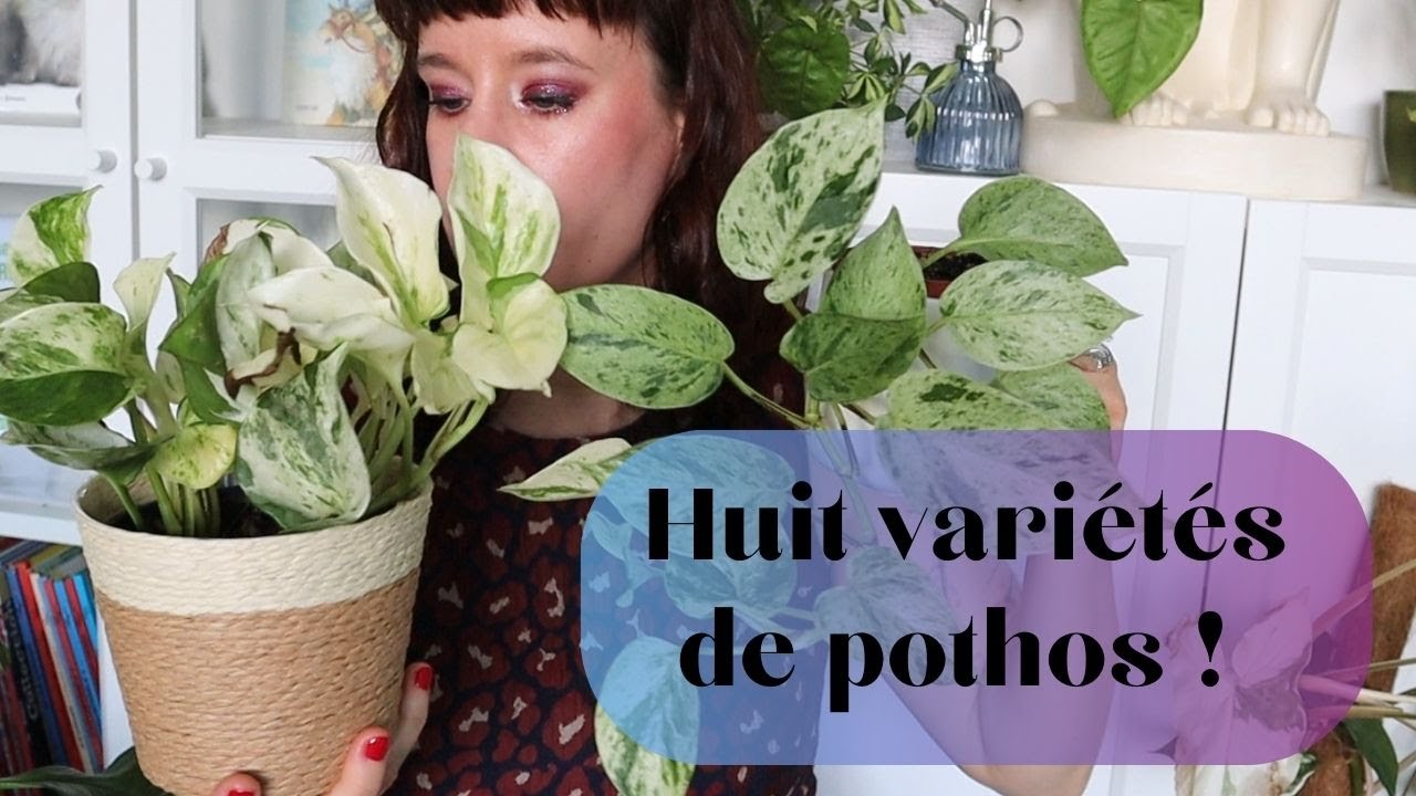 MA BELLE COLLECTION DE POTHOS 🌿 il y en a pour tous les gouts ! #pothos #plantesinterieur #plantes