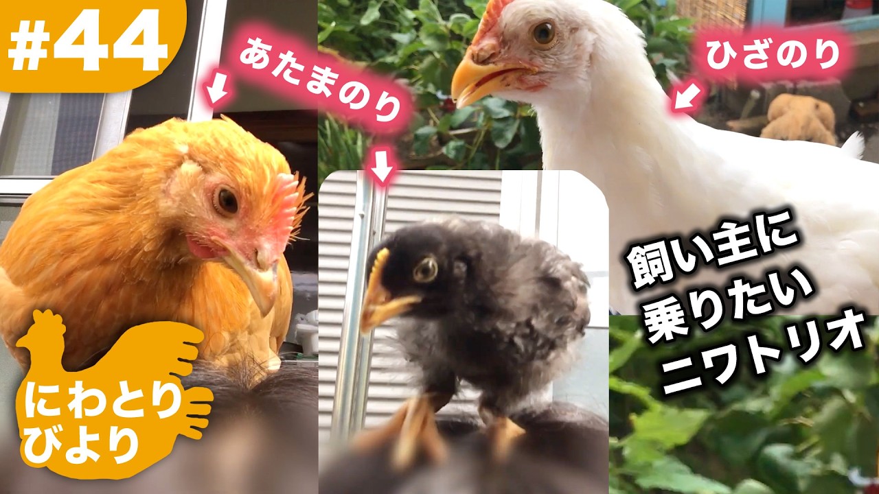 【おまとめ】【Bedtime】【Feeding the chickens】他２点 FREE Superfood Helps Chickens Lay More (grows everywhere!) - YouTube
