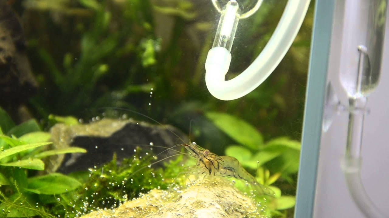 Ghost Shrimp eating algae? YouTube