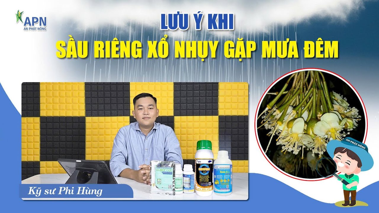 APN - LƯU Ý KHI SẦU RIÊNG XỔ NHỤY GẶP MƯA ĐÊM