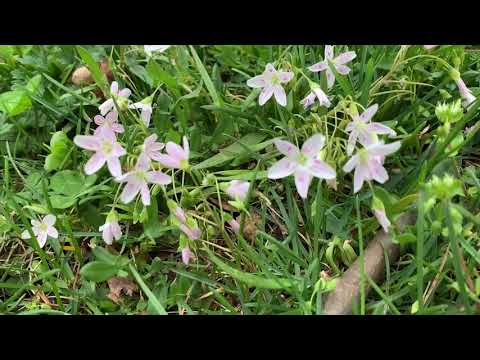 Video: Kweek Claytonia-blomplante – hoe om te sorg vir lenteskoonheidsblomme